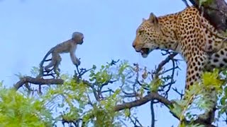 Leopard Kills Baby Vervet Monkey [upl. by Lirva]