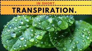 What Is Transpiration lifeprocess transpiration transportation [upl. by Uriah354]