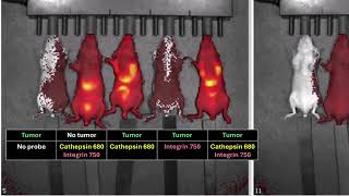 Training video In vivo fluorescence imaging FLI  part 1 [upl. by Slack]