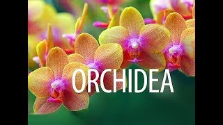 Orchidea gondozása  kertészeti tanácsok [upl. by Clausen]