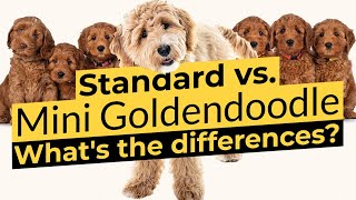 Goldendoodle vs Mini Goldendoodle  Size Comparison 🐶🦴🐶 [upl. by Christen]