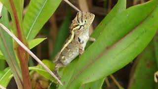 Calotes versicolor Daudin 1802 [upl. by Mcclenaghan]