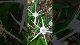 Beach spider lily  Hymenocallis littoralis plants shorts spiderlily [upl. by Franzoni518]