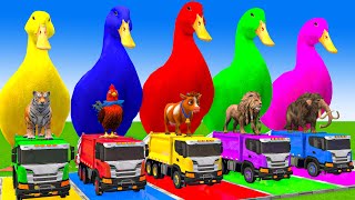 5 Giant Duck CartoonCowElephantTigerLionGorilla Paint Wild Animals Crossing Fountain Animation [upl. by Eirotal]