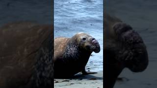 elephant seal Piedras Blancas rookery California [upl. by Konstance]