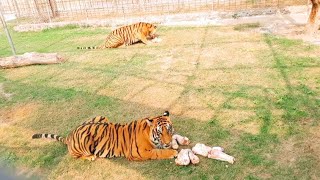 Tiger Video 🐅 [upl. by Kassity]