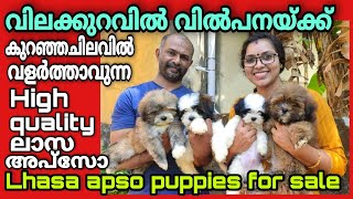 Lhasa apso puppies malayalamHigh quality ലാസ അപ്‌സോ പപ്പികൾ വിലക്കുറവിൽ വിൽപ്പനയ്ക്ക് [upl. by Reynold905]