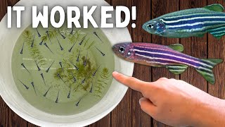 Breeding Danios in a Bucket [upl. by Teresa]