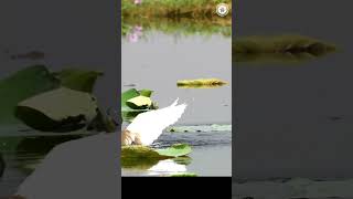 Dive amp Judder ytshorts shortsvideo youtubeshorts trending viralvideo birds [upl. by Nuawd]