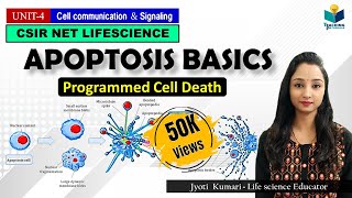 APOPTOSIS Part1 Programmed Cell Death  CSIR NET  GATE  MSc  BSc [upl. by Pellet]