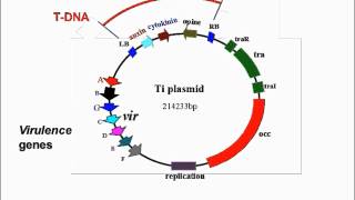 Agrobacterium Mediated Transformation [upl. by Yeorgi993]