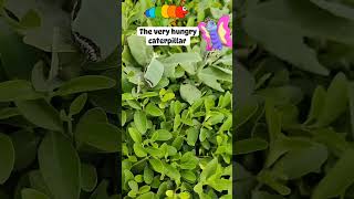 The very hungry caterpillar story Live in the garden 🏡🎍 theveryhungrycaterpillar storytelling [upl. by Elburr]