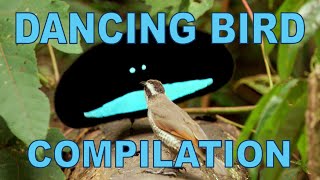 Weird amp Wonderful Dancing Birds Compilation Part 1 [upl. by Ateiram300]