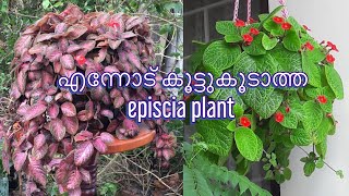 Episcia plant care malayalam  Episcia plant  Episcia plant varieties  Flame violets [upl. by Ynnek]