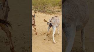 donkey animallove nature youtubeshort [upl. by Mylo135]