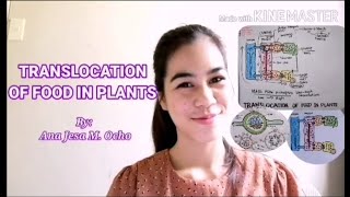 TRANSLOCATION in Plants Simple Explanation [upl. by Ylera]