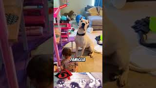 LE 3 RAZZE DI CANI CON IL MORSO PIU POTENTE 🐾🐕‍🦺🫵 shortvideo animali cani morso potente dogo [upl. by Viva577]