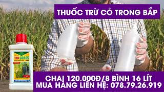 THUỐC TRỪ CỎ TRONG CÂY BẮP  NGÔ  TIKGRASS 15SC [upl. by Aihsekan]