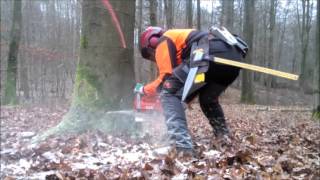 Logging with Husqvarna 576 XP AT  Ported [upl. by Sonni778]