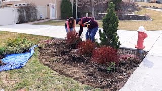 Transplanting Crowded Plants 💪🌿 Garden Answer [upl. by Kisung]