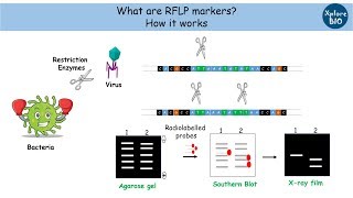 RFLP marker [upl. by Albert91]