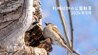 【もものしずく】2024年3月札幌近郊の公園散策クマゲラ、エゾリス、コゲラ、マガモ他 [upl. by Roda873]