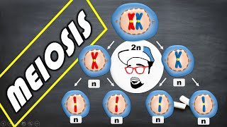 Meiosis  Life processes in Living Organisms Part 1 Class 10 SSC CBSE [upl. by Eiahpets520]