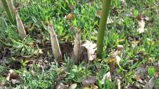 Time Lapse Bamboo Growing [upl. by Marcellus783]