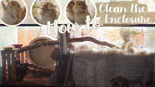 How To Clean A Gerbil Cage  Answering Your Questions [upl. by Hasty92]