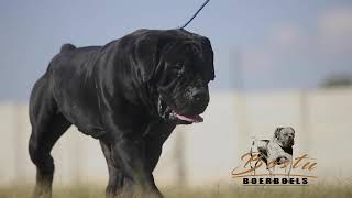 Black South African Boerboel [upl. by Ateikan]