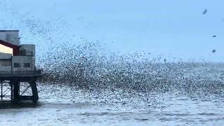 ❗️Best ever murmuration of starlings❗️ [upl. by Aserehc818]