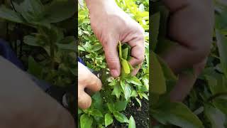 Satisfying Harvest🌿 shorts thaibasils plants herbs basils harvesting satisfying [upl. by Erret]