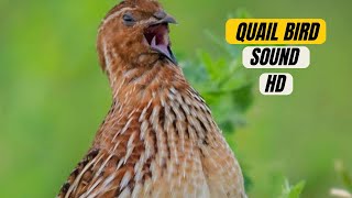 Quail bird Sound No Talking  Common Quail Sounds 2024  batair ki awaz 2024 [upl. by Opal]