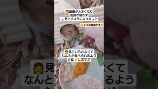 👩ウマウマ🍚あげたいけど🐹の自然な状態に任せるべきかな…＃ハムスター＃かわいい＃癒やし＃cute [upl. by Siramed]