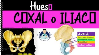 Hueso Coxal o Iliaco ‐ Fácil y didáctico [upl. by Yoong]