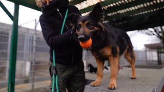 Spielend lernen Konditionierung ohne Leckerlies I Hundetraining im Tierheim Frankfurt [upl. by Kaltman]