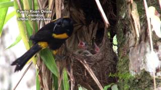 ENDEMIC BIRDS OF PUERTO RICO  AVES ENDEMICAS DE PUERTO RICO [upl. by Minnaminnie]