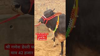 मात्र 42 हजार में ट्रांसपोर्ट फ्री✅ बड़ा धमाका👌 cattlefarming152 cow animalfarming cattlefeed [upl. by Lippold858]