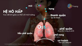 HỆ HÔ HẤP và TRAO ĐỔI KHÍ  Bài học thú vị của Trạng [upl. by Marika]