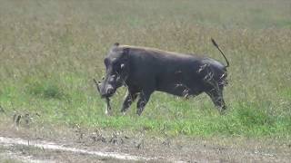 Warthog attacks newborn gazelle fawn [upl. by Dasya]