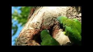 Blue Crowned Conures Aratinga Acuticaudata [upl. by Tdnaltroc249]