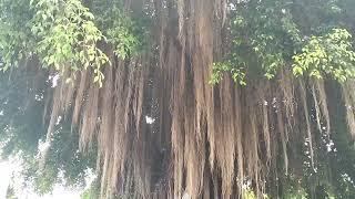 This is an explanation of the banyan tree a very scary tree [upl. by Slaohcin]