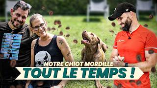 Mon chiot mordille tout le temps  LABRADOR  Un café et cest réglé Ep6 [upl. by Dewain]