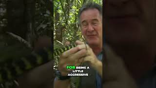 Aggressive Mangrove Snakes 🐍 We filmed them for you [upl. by Eisac]