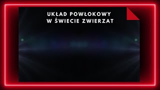 Układ powłokowy zwierząt [upl. by Hedy350]