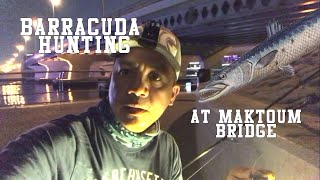 Barracuda Hunting at Maktoum Bridge Dubai  Fishing Series EP 1 fishing dubai [upl. by Oilicec]