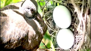 Mourning Dove calling On Nest  Dove Call  Nest of Dove [upl. by Kris924]