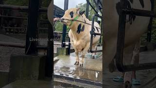 Giant Holstein friesian bull out of the his place ytshorts ytshortsvideo ytshort shortsviral [upl. by Labana]