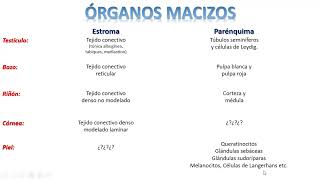 ¿ÓRGANOS HUECOS o MACIZOS  ¿Cuál es el PARÉNQUIMA de la córnea  Opinión [upl. by Elyr]