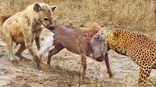 Leopard and Hyena Break Warthog Apart While Still Alive [upl. by Lavona]